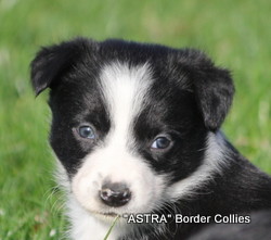 Black and white smooth coated female border collie puppy